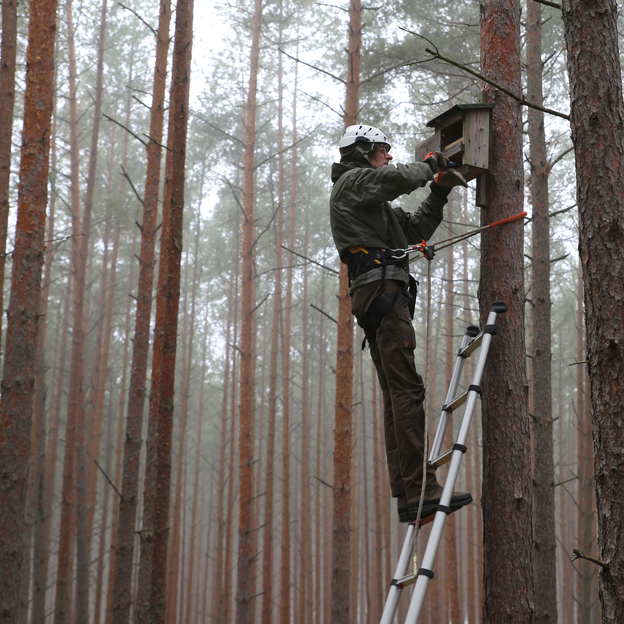 Czyszczenie schronów dla nietoperzy w Tucholskim Parku Krajobrazowym