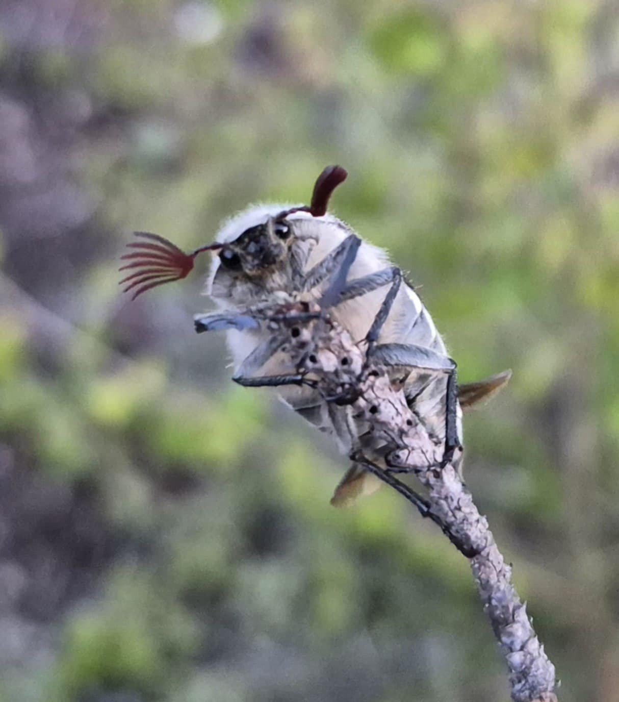 KOMUNIKAT: Zakaz wstępu do lasu na terenie Nadleśnictwa Trzebciny