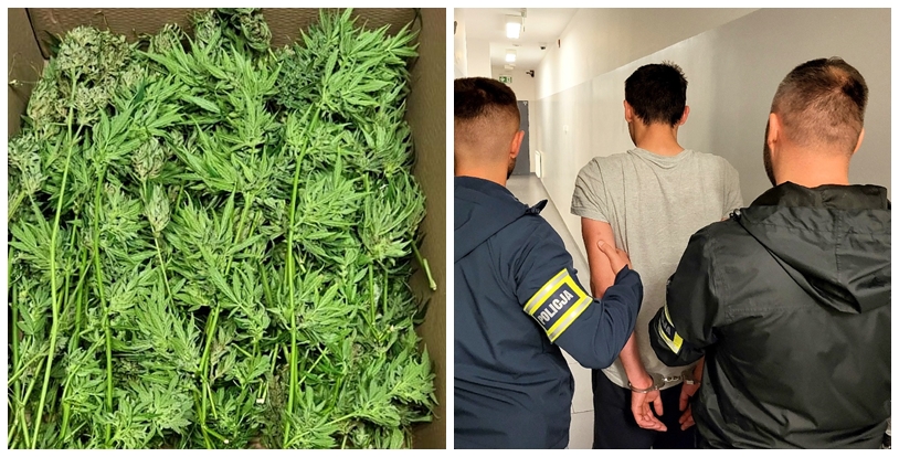 Dwa kilogramy marihuany w domu w gminie Tuchola