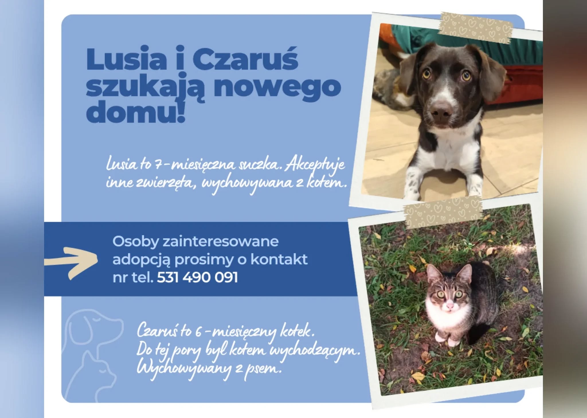 Gmina Śliwice informuje o możliwości adopcji psa i kota