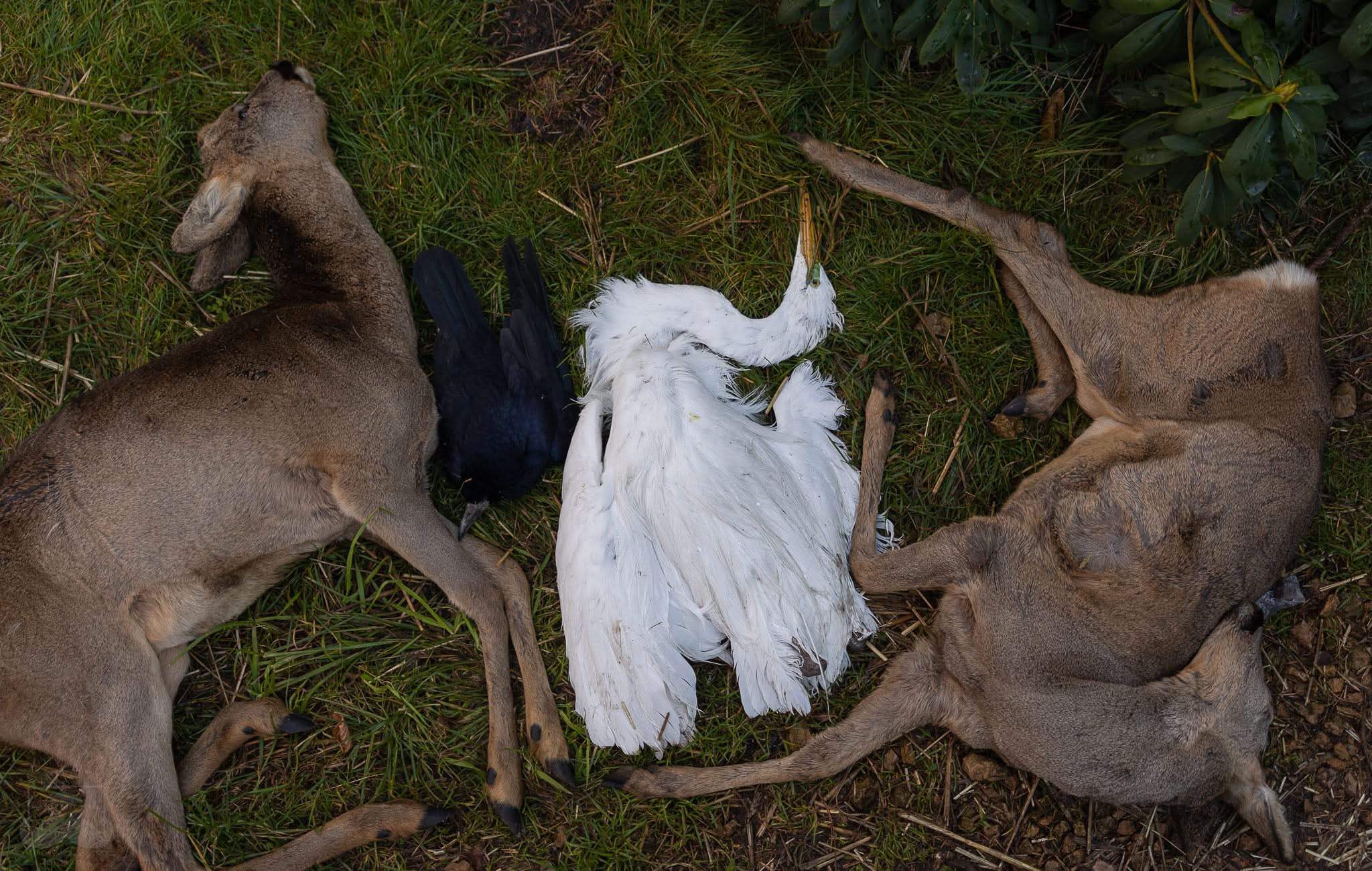Głośne świętowanie, ciche ofiary. Jak Sylwester wpływa na zwierzęta (WIDEO)