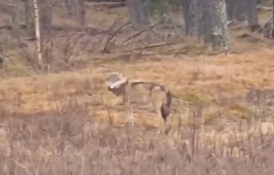 Wilki podchodzą coraz bliżej zabudowań. Gmina zwróciła się o możliwość odstrzału (WIDEO)