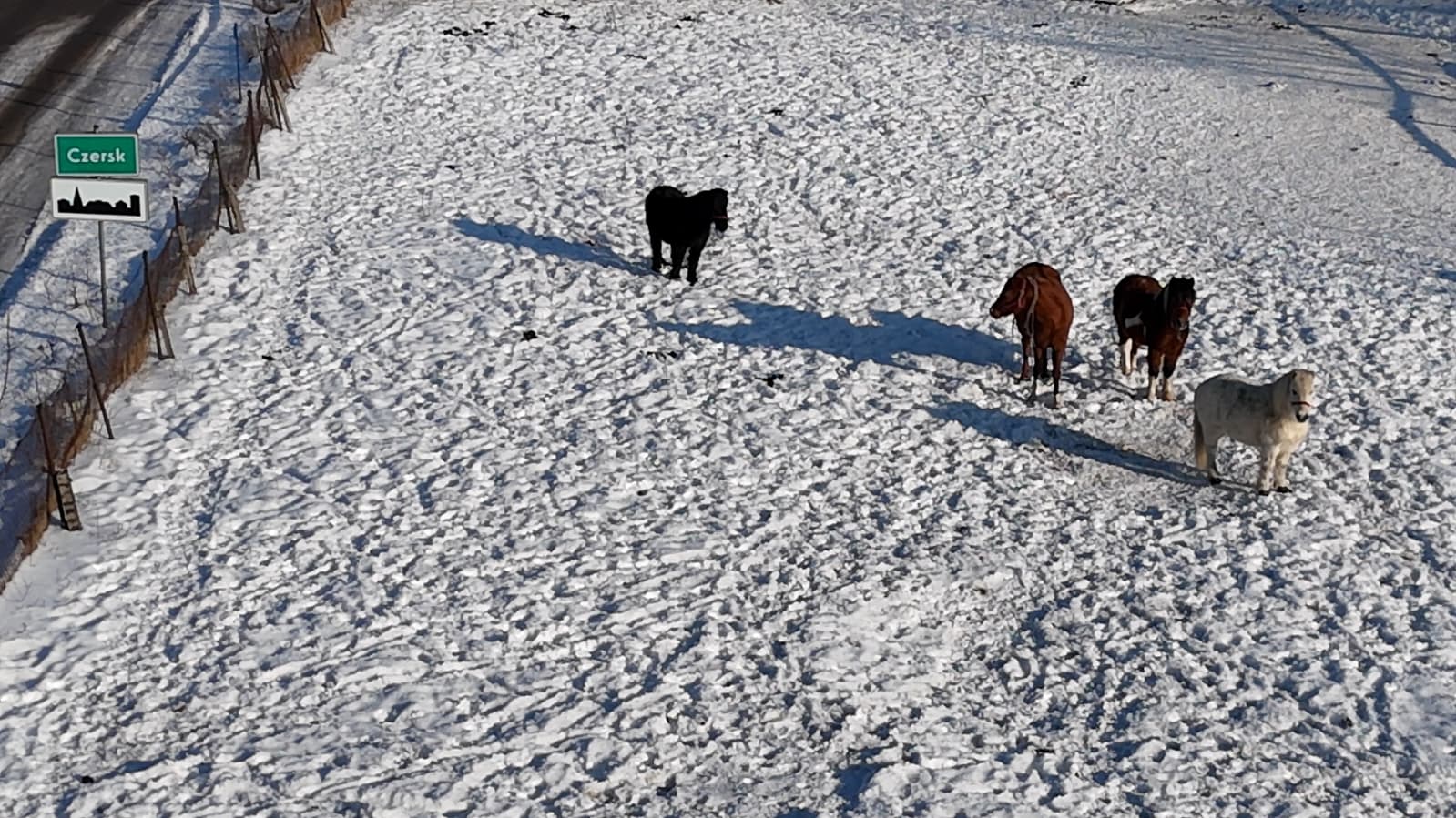 Czytelnik: jak gmina zamierza zadbać o konie? Pytamy w urzędzie. Co wspólnego ze zwierzętami ma radny?