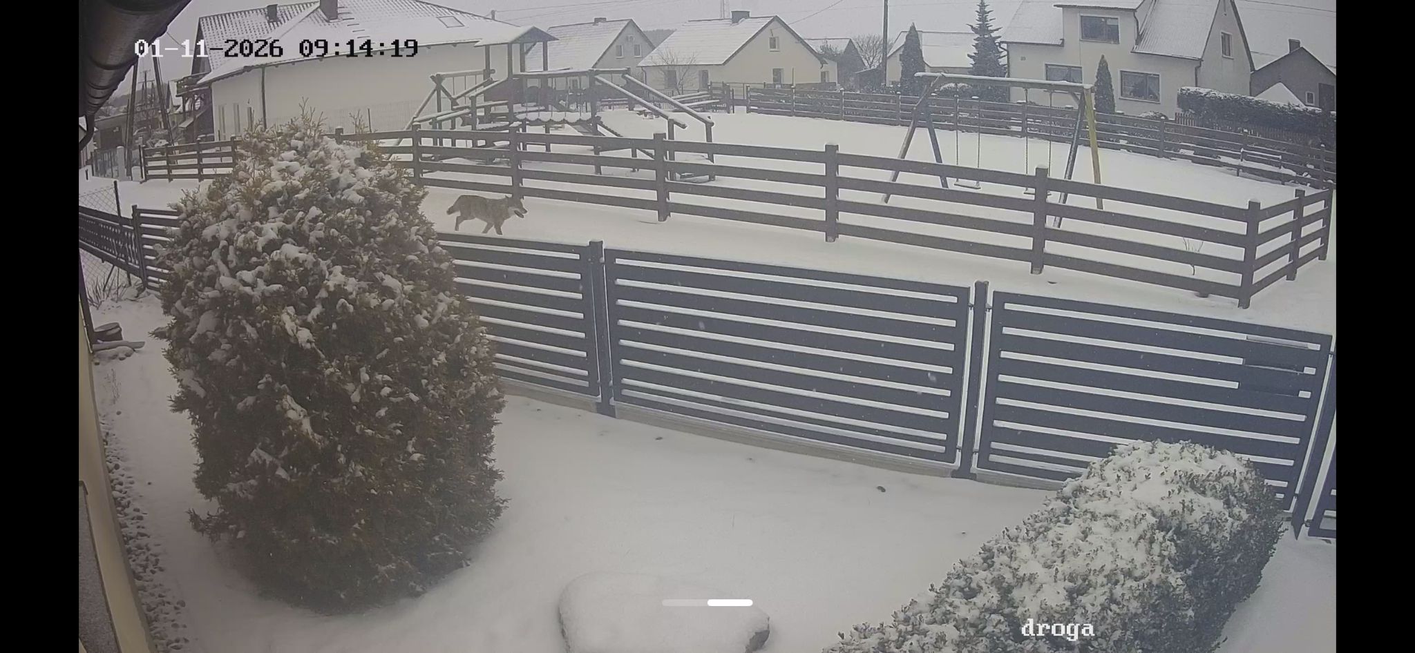 Zdjęcia wilka? Monitoring zarejestrował zwierzę w centrum wsi (FOTO)