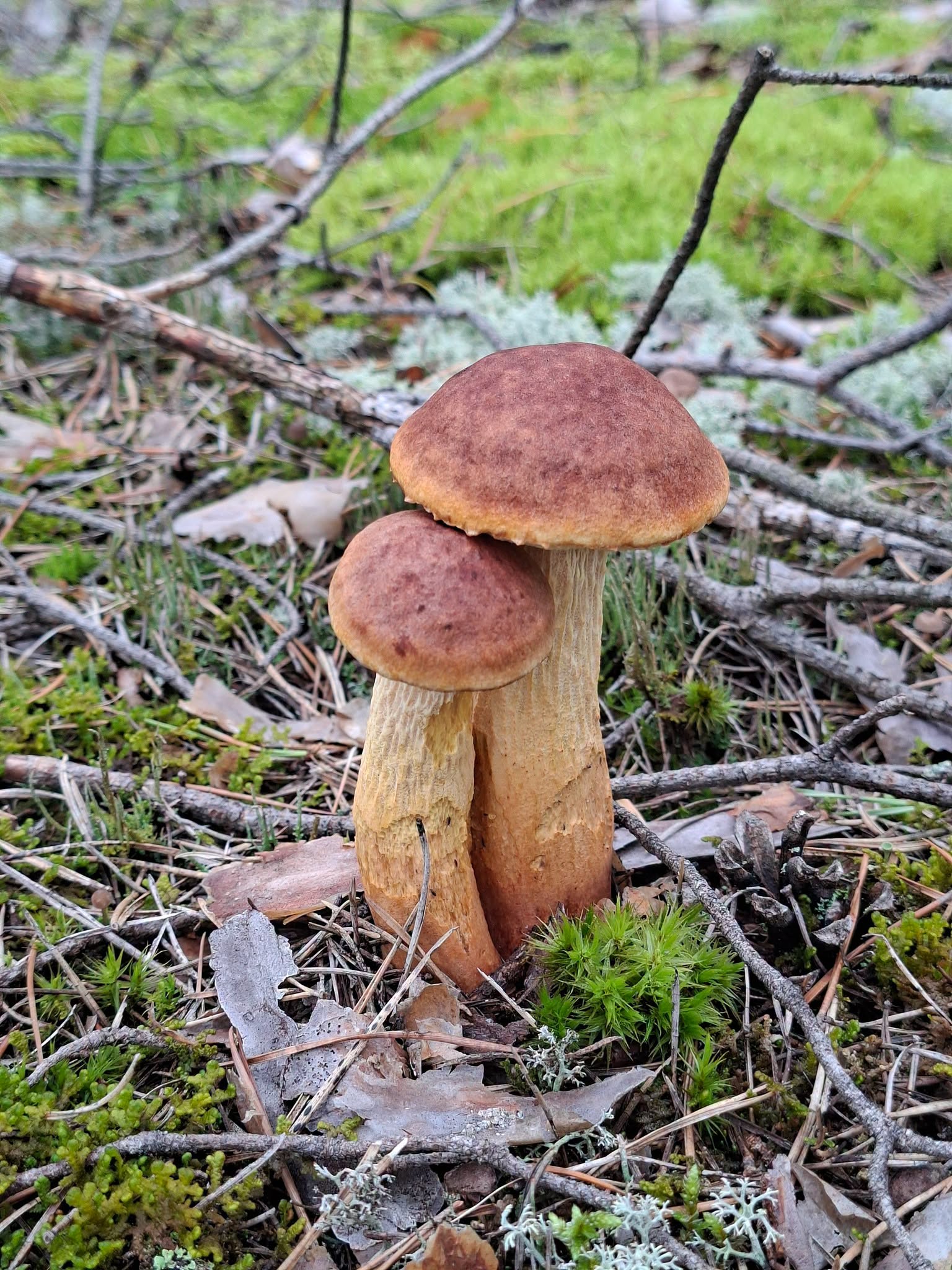 Tucholski Park Krajobrazowy zaprasza do udziału w badaniach nad złotoborowikiem wysmukłym. Naukowcy szukają okazów z północnej Polski