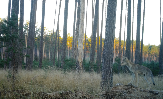Wilcza rodzinka z Borów Tucholskich
