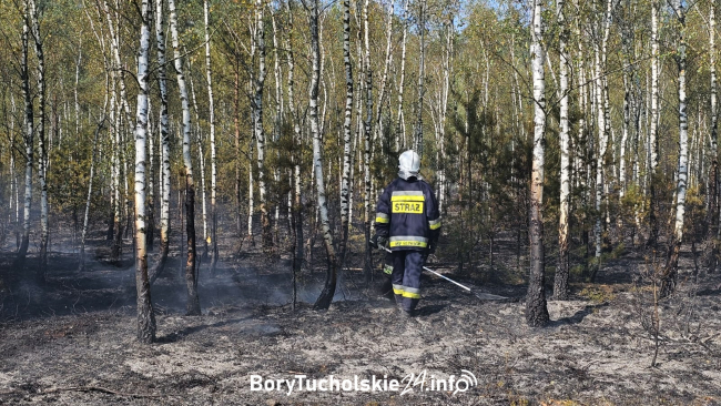 Pożar lasu w Białej w gminie Tuchola