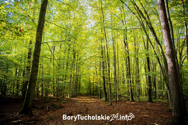 Rezerwat Przyrody Ustronie