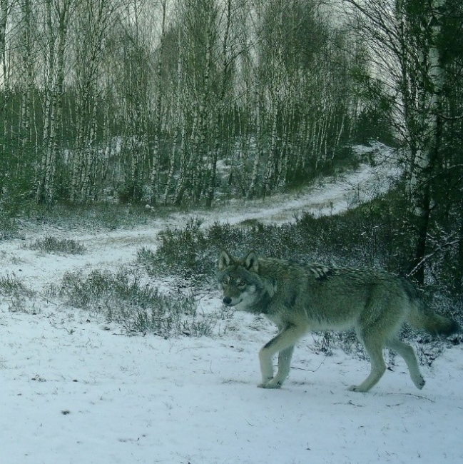 Monitoring wilka szarego w Tucholskim Parku Krajobrazowym. Podsumowanie lat 2022–2025